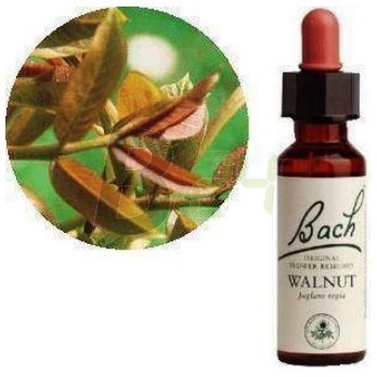 Bach virágeszencia diófa (10 ml) ML058844-110-1